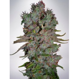 Auto Blueberry Domina de Ministry Seeds