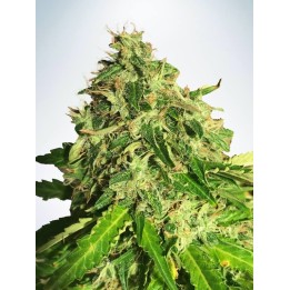 Auto Cannabis Light de Ministry Seeds