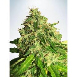 Auto Cannabis Light de Ministry Seeds