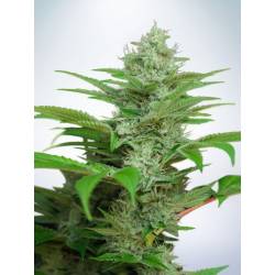 Auto Cbd Star de Ministry Seeds