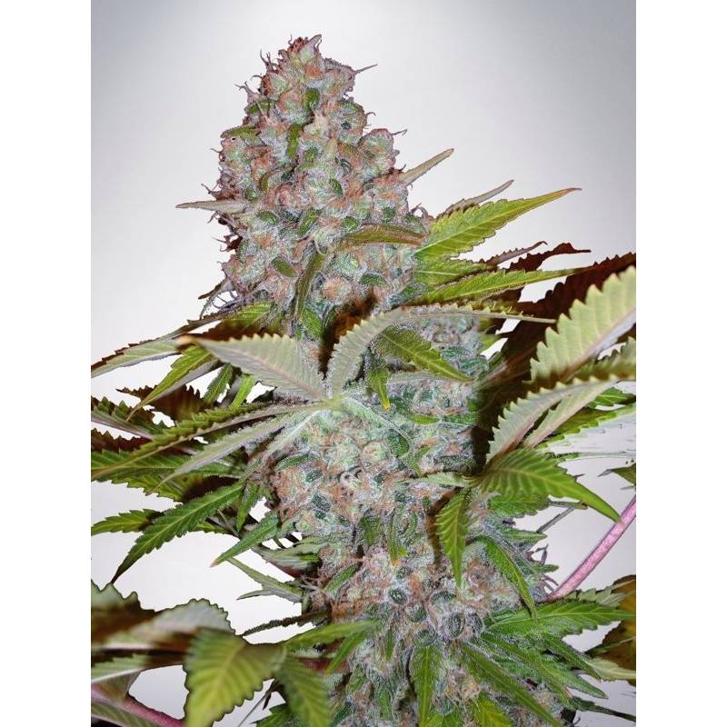 Auto Cheese NL de Ministry Seeds