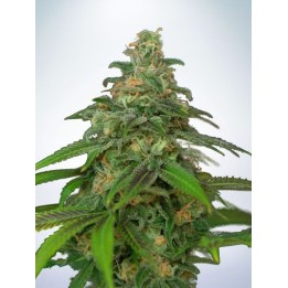 Auto Mandarin Haze de Ministry Seeds