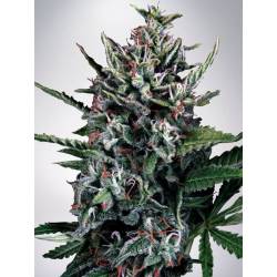 Auto Silver Bullet de Ministry Seeds