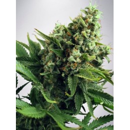 Auto White Widow de Ministry Seeds