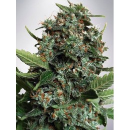 Autopilot Xxl de Ministry Seeds