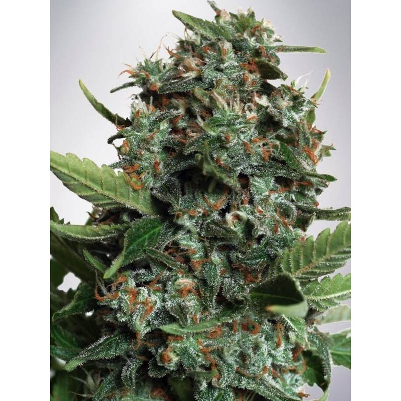 Autopilot Xxl de Ministry Seeds Autopilot Xxl de Ministry Seeds