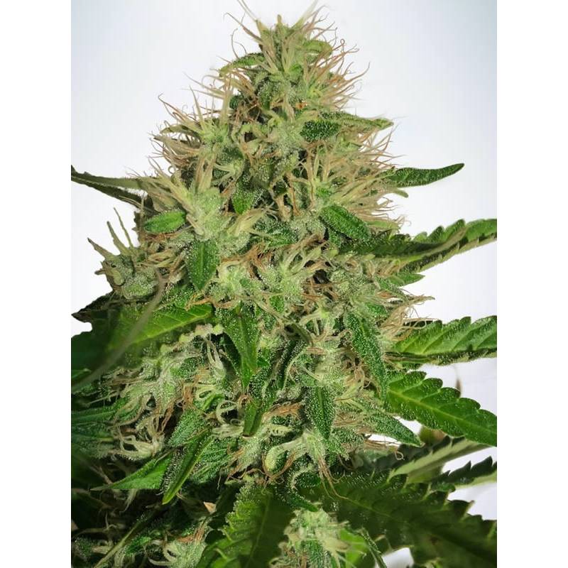 Cannabis Light de Ministry Seeds