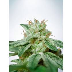 Cbd Star de Ministry Seeds