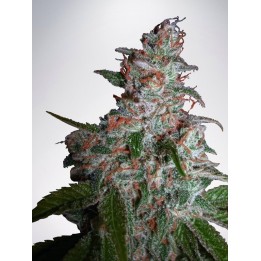 Northern Lights Moc de Ministry Seeds