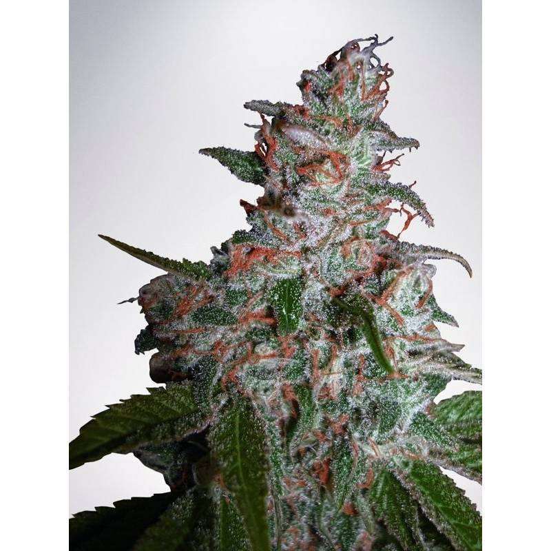 Northern Lights Moc de Ministry Seeds