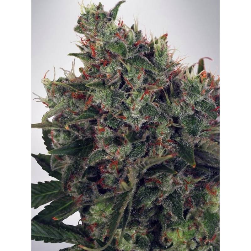 Ultra White Amnesia de Ministry Seeds