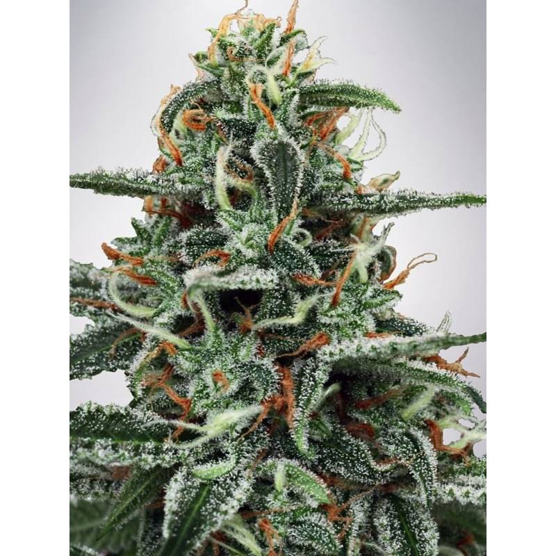 White Widow de Ministry Seeds