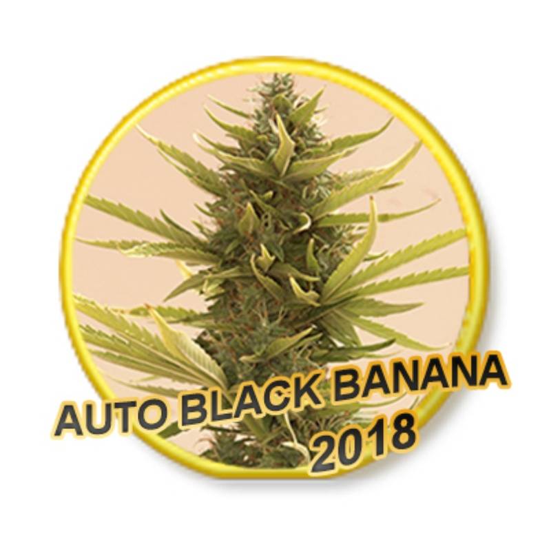 Auto Black Banana de Mr. Hide Seeds