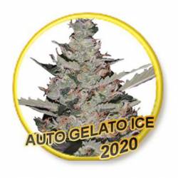 Auto Gelato Ice (Usa Strains)