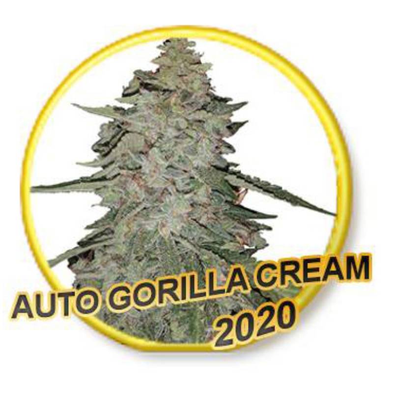 Auto Gorilla Cream (Usa Strains) de Mr. Hide Seeds