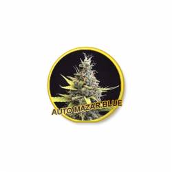 Auto Mazar Blue de Mr. Hide Seeds