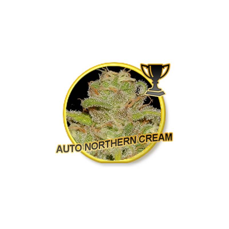 Auto Northern Cream de Mr. Hide Seeds