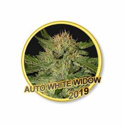 AUTO WHITE WIDOW - Imagen 1