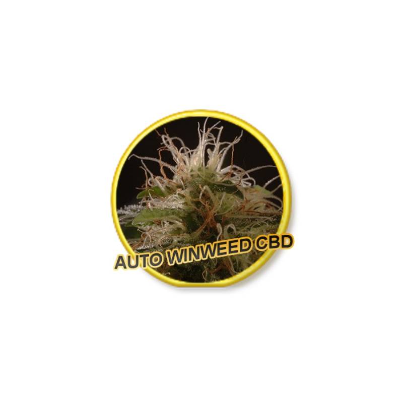 Auto Winweed Cbd de Mr. Hide Seeds