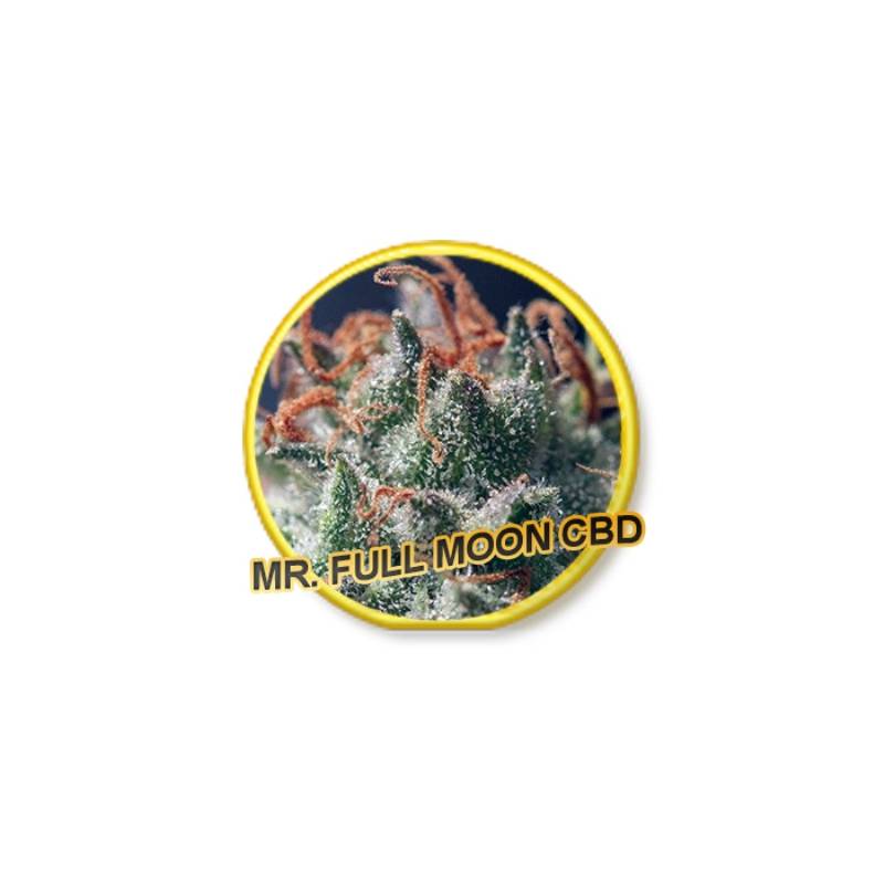 Full Moon Cbd de Mr. Hide Seeds