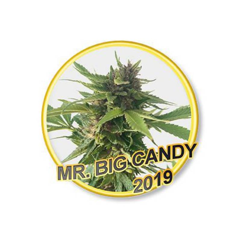 Mr Big Candy (Usa Strains) Regular de Mr. Hide Seeds