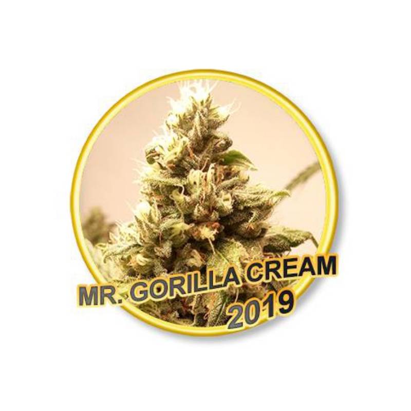 Mr Gorilla Cream Regular de Mr. Hide Seeds