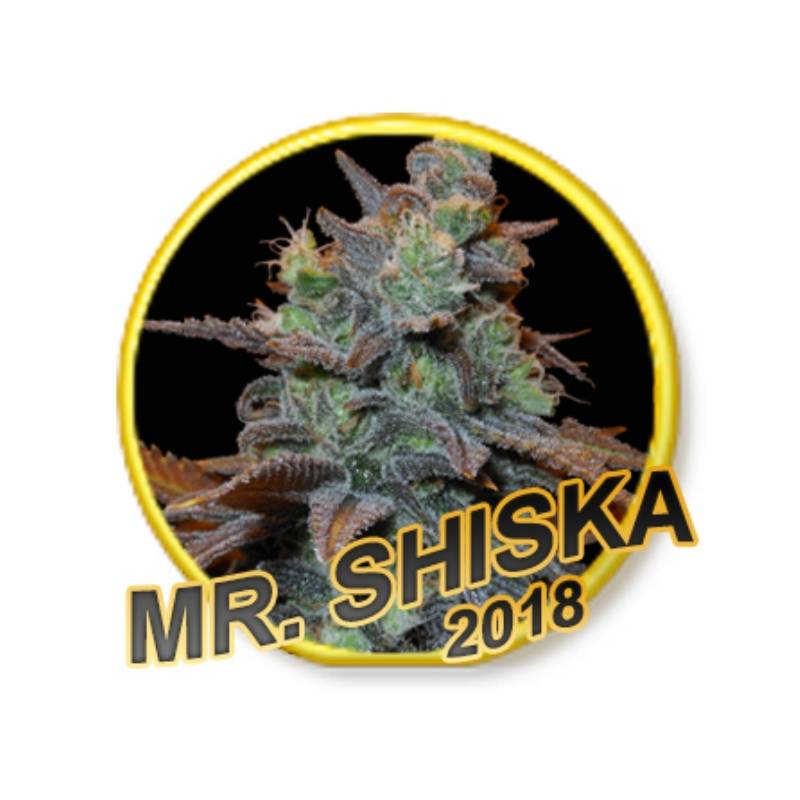 Mr Shiska (Usa Strains) Regular de Mr. Hide Seeds