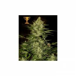 Mr. Amnesia Mass Regular