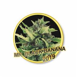 Mr. Black Banana Regular