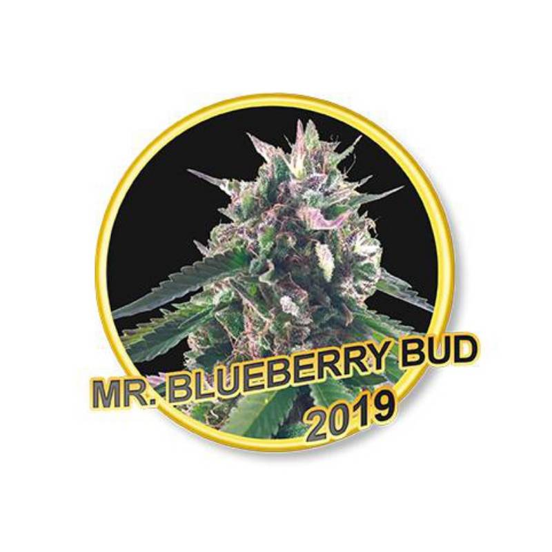 Mr. Bueberry Bud Regular de Mr. Hide Seeds