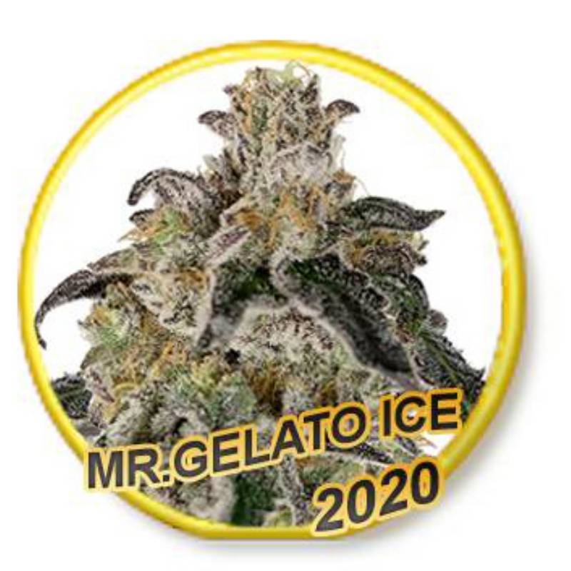 Mr. Gelato Ice (Usa Strains) de Mr. Hide Seeds