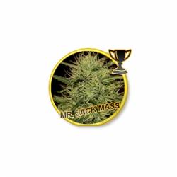 Mr. Jack Mass Regular de Mr. Hide Seeds