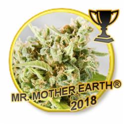 Mr. Mother Earth Regular