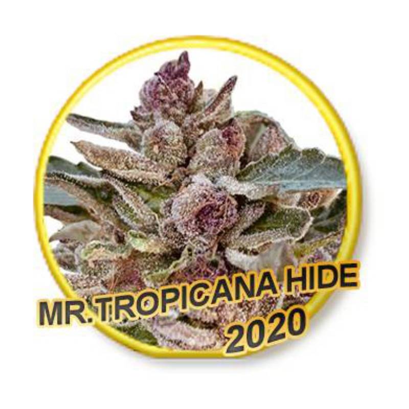 Mr. Tropicana Hide (Usa Strains) de Mr. Hide Seeds