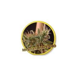 Piaya Haze Cbd de Mr. Hide Seeds