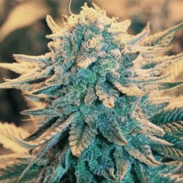 B-52 de Nirvana