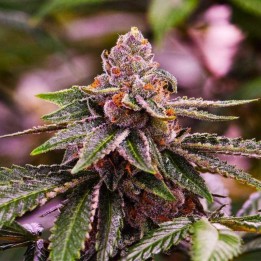 Girl Scout Cookies de Nirvana