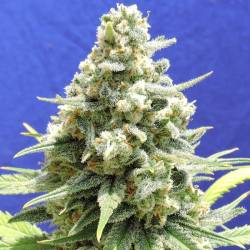 Amnesia Lemon Kush de Original Sensible