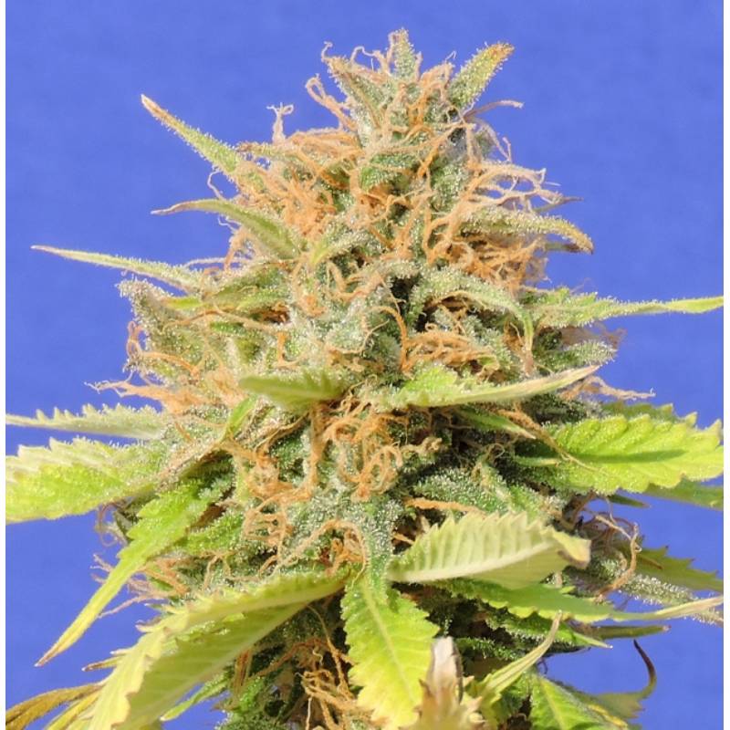 Girl Scout Cookies Auto de Original Sensible