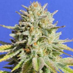 Gorilla Glue 4 de Original Sensible