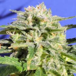 Lemonberry Haze Auto de Original Sensible