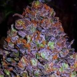 Purple Haze Auto de Original Sensible