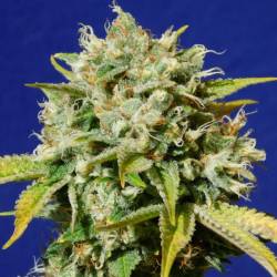 Sweet Peach Auto Cbd de Original Sensible