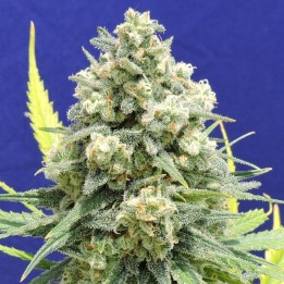 White Critical de Original Sensible
