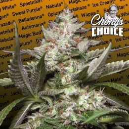 Auto Kong 4 de Paradise Seeds