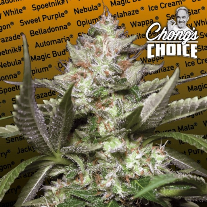 Auto Kong 4 de Paradise Seeds