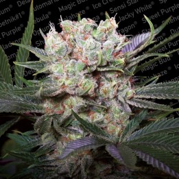 Californian Gold de Paradise Seeds