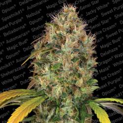 Dutch Kush de Paradise Seeds