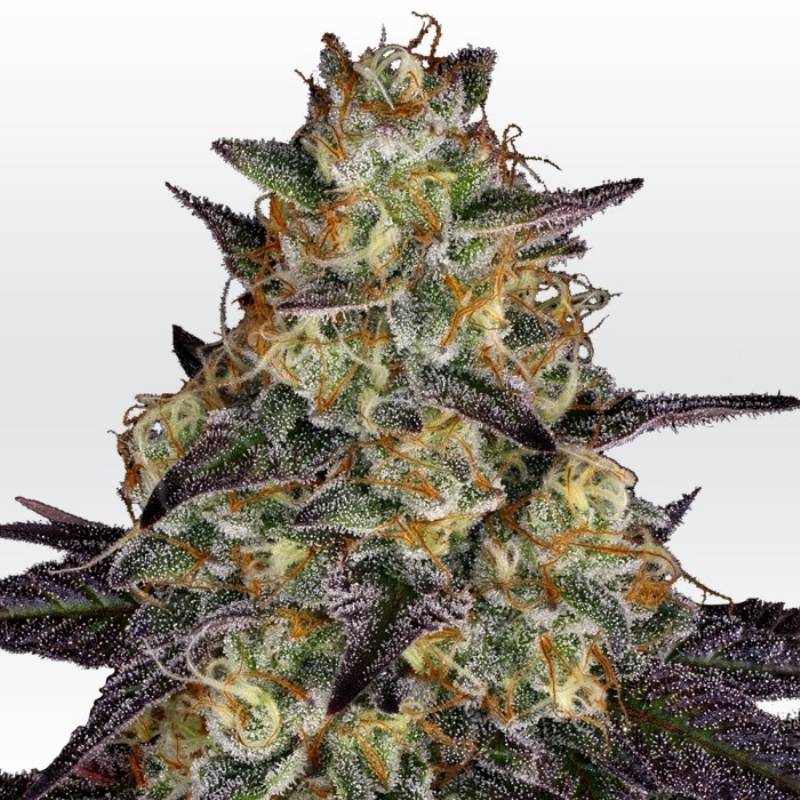 El Dorado Og de Paradise Seeds