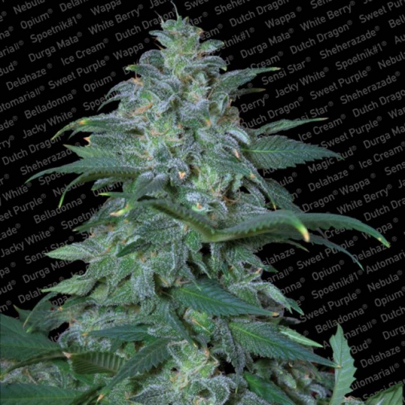 Magic Bud de Paradise Seeds